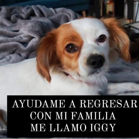 cartel de perro perdido
