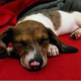 cartel de perro perdido