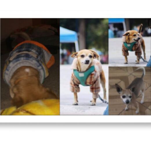 cartel de perro perdido