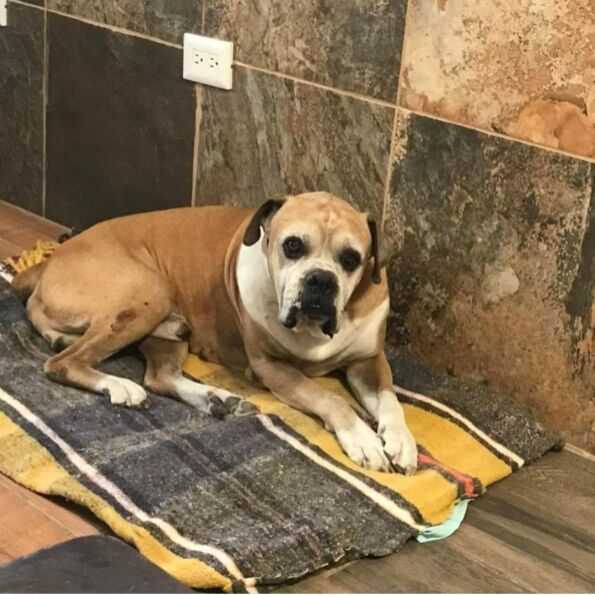 cartel de perro perdido