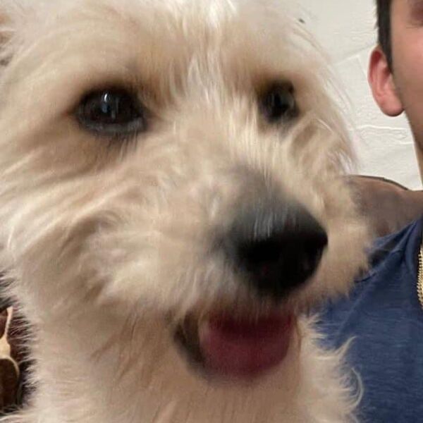 cartel de perro perdido