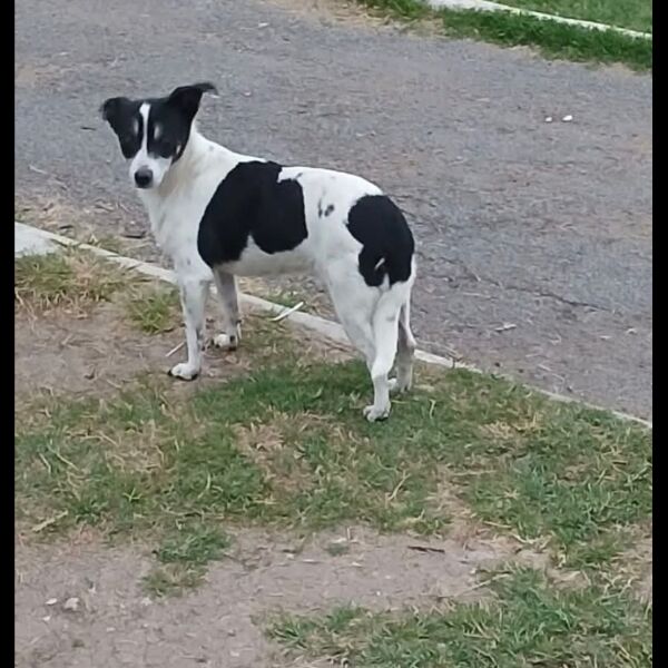 cartel de perro perdido