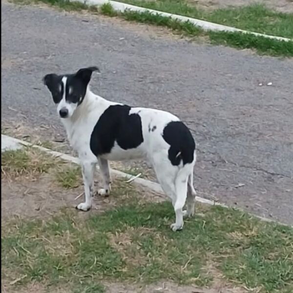 cartel de perro perdido