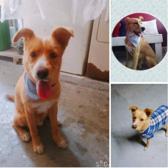 cartel de perro perdido