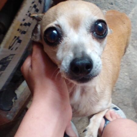 cartel de perro perdido