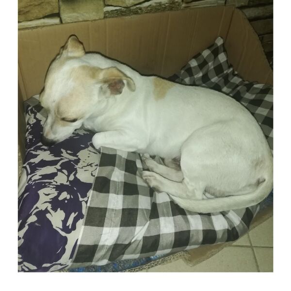 cartel de perro perdido