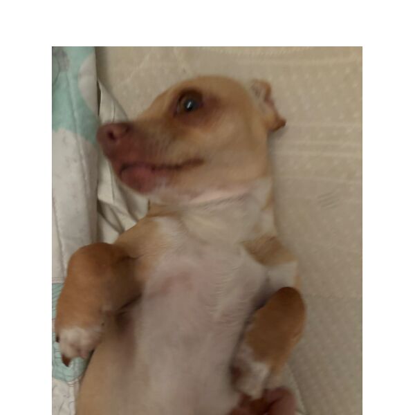 cartel de perro perdido