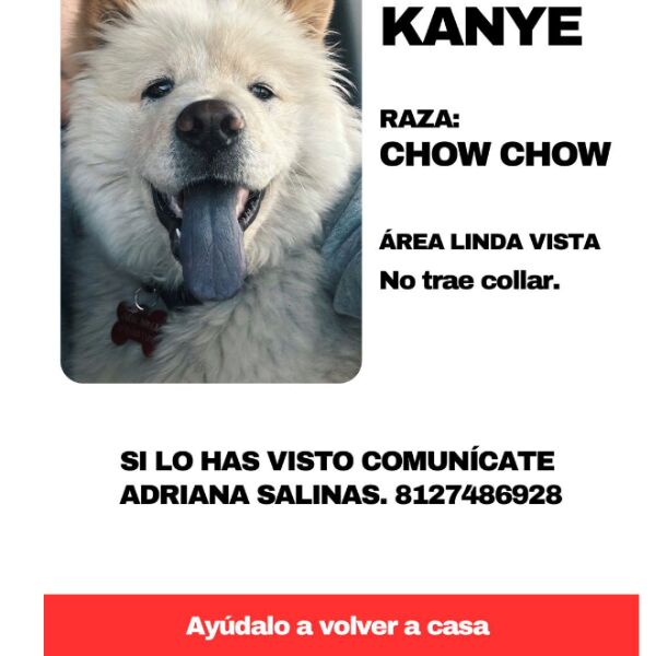 cartel de perro perdido