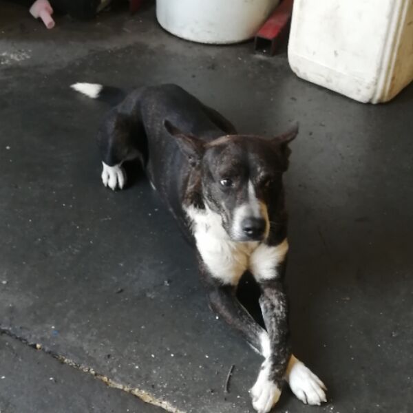 cartel de perro perdido