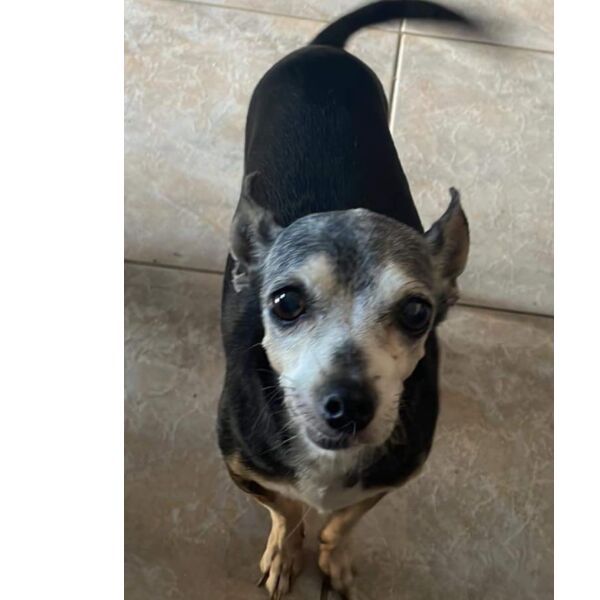 cartel de perro perdido