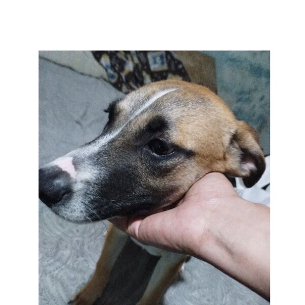 cartel de perro perdido