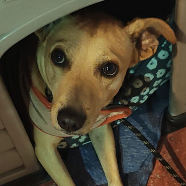 cartel de perro perdido