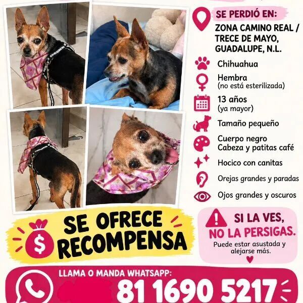 cartel de perro perdido