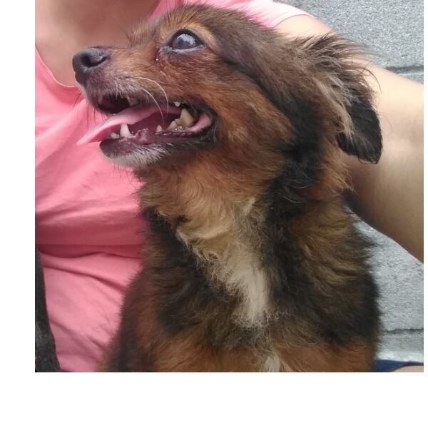 cartel de perro perdido