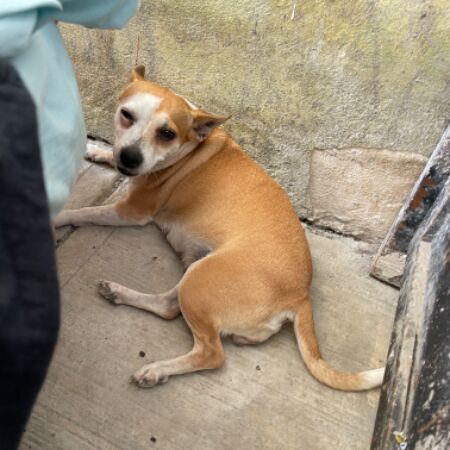 cartel de perro perdido