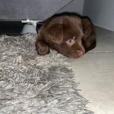 cartel de perro perdido