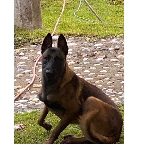 cartel de perro perdido