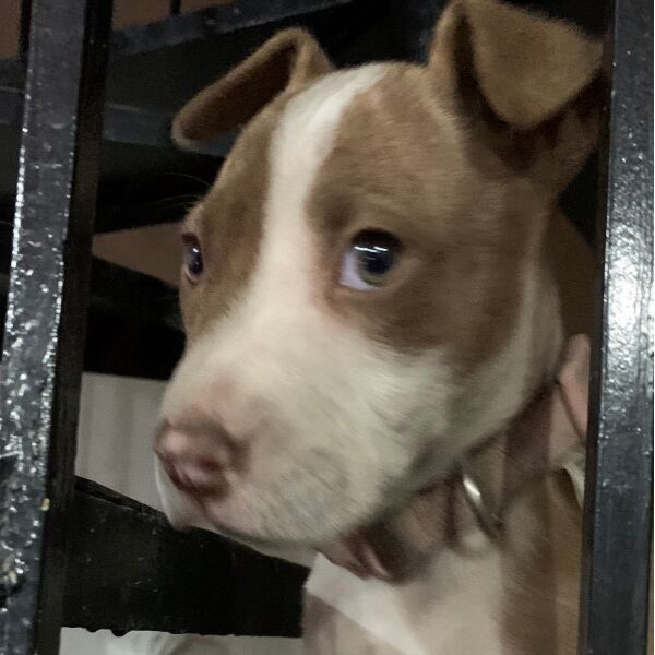 cartel de perro perdido