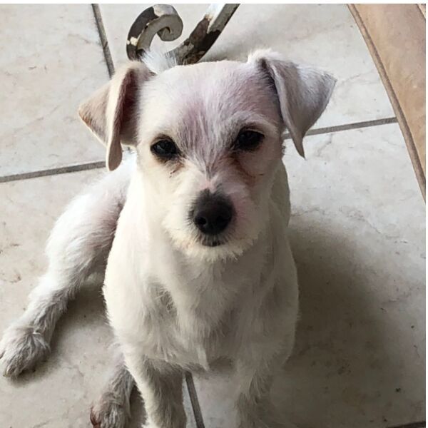 cartel de perro perdido