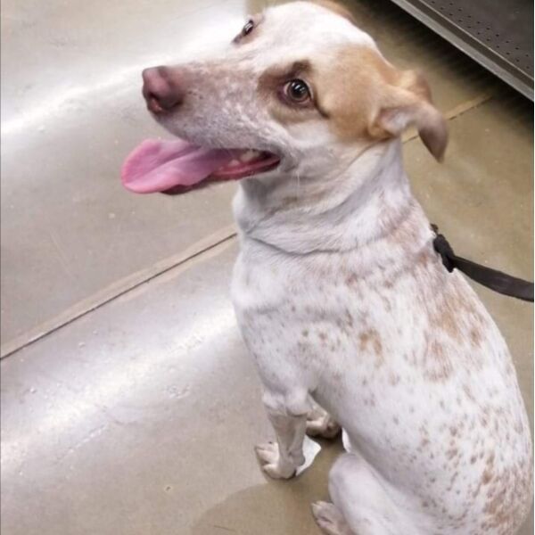 cartel de perro perdido