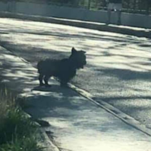 cartel de perro perdido