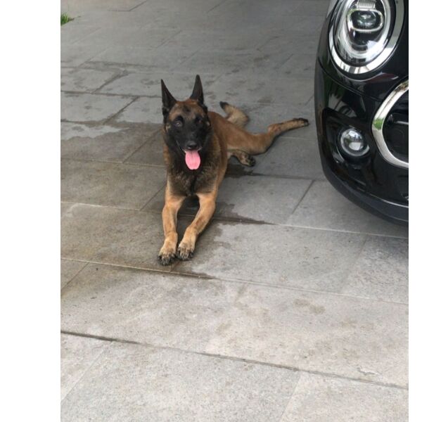 cartel de perro perdido