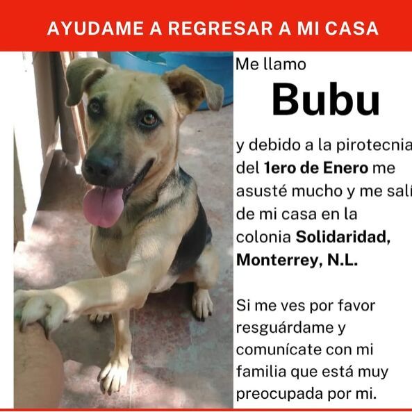 cartel de perro perdido