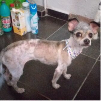 cartel de perro perdido