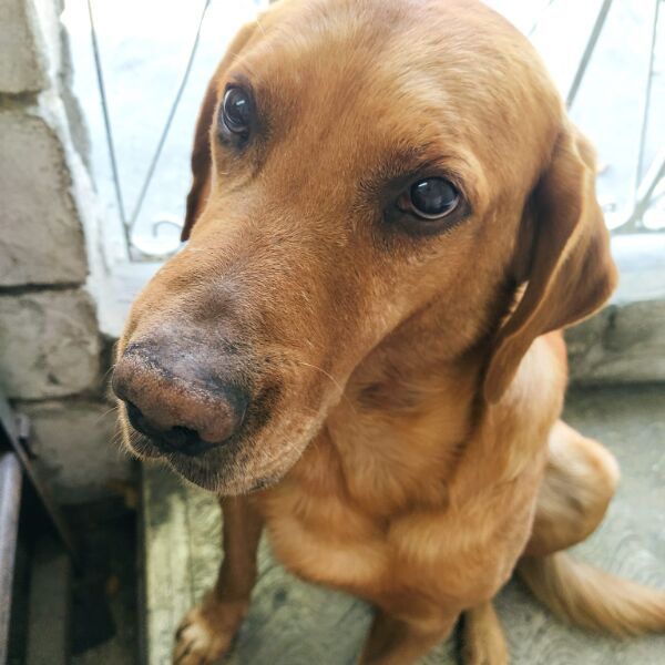 cartel de perro perdido