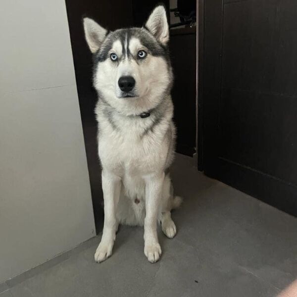 cartel de perro perdido