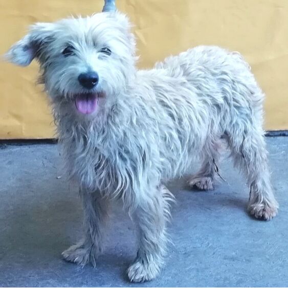 cartel de perro perdido