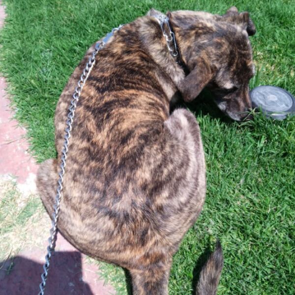 cartel de perro perdido