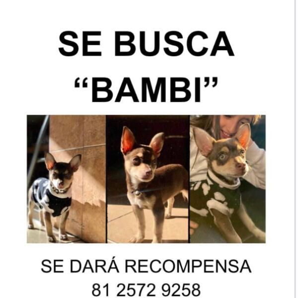 cartel de perro perdido