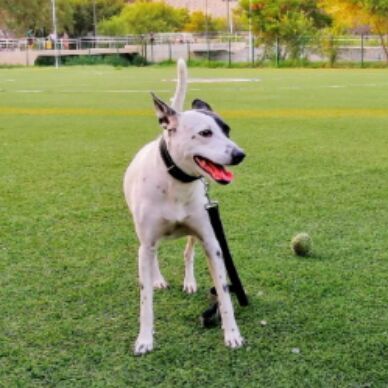 cartel de perro perdido