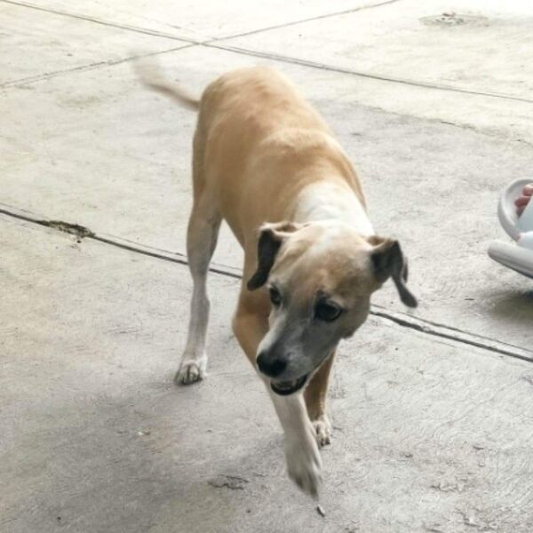 cartel de perro perdido