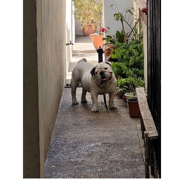 cartel de perro perdido