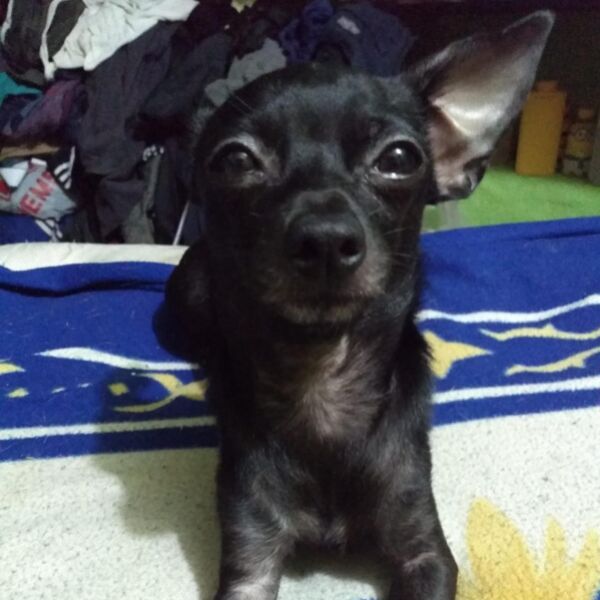 cartel de perro perdido