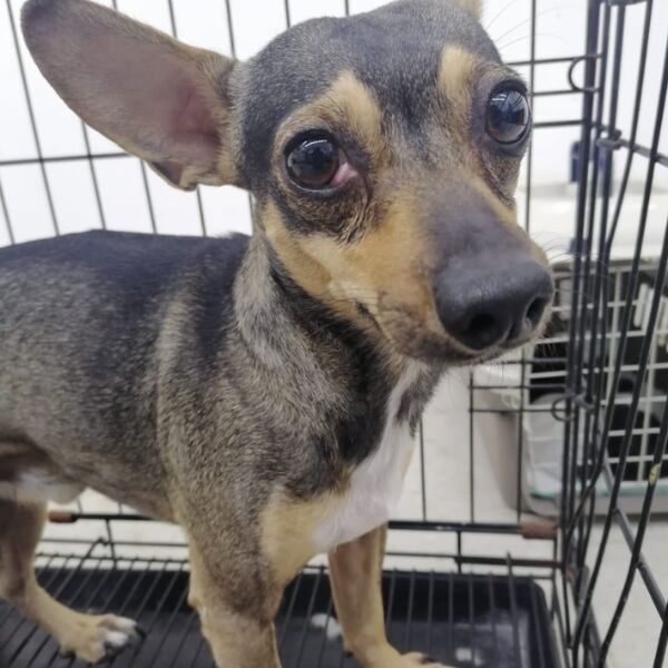 cartel de perro perdido