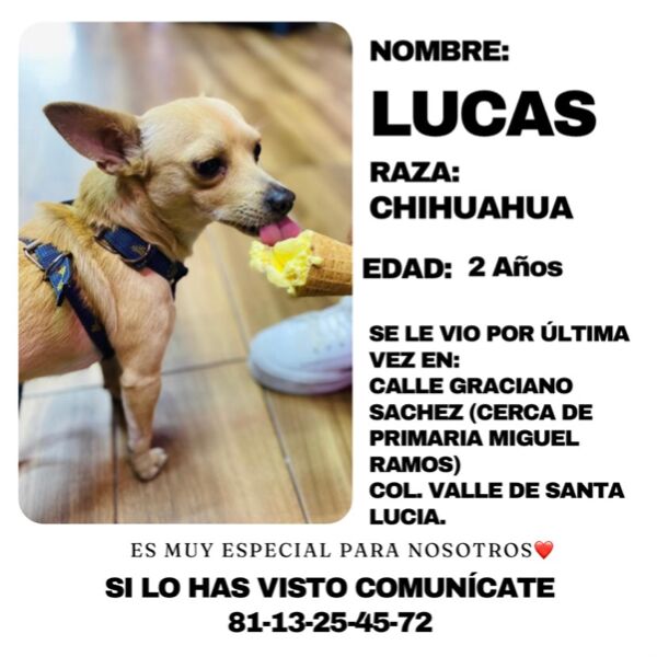 cartel de perro perdido