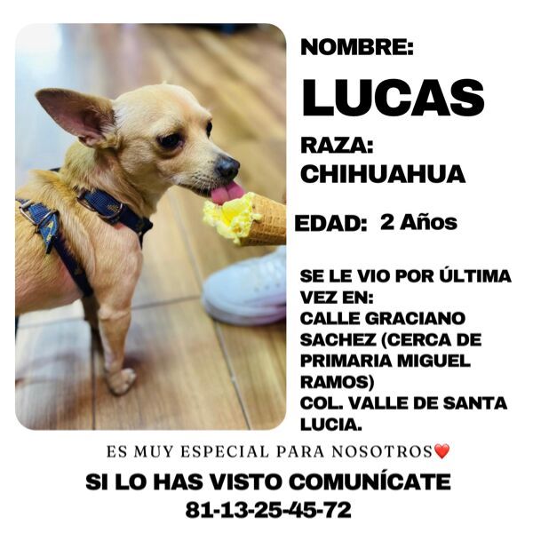 cartel de perro perdido