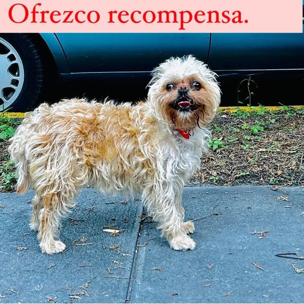 cartel de perro perdido