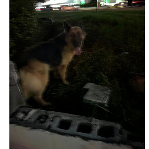 cartel de perro perdido