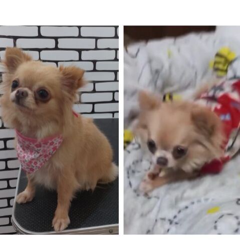 cartel de perro perdido