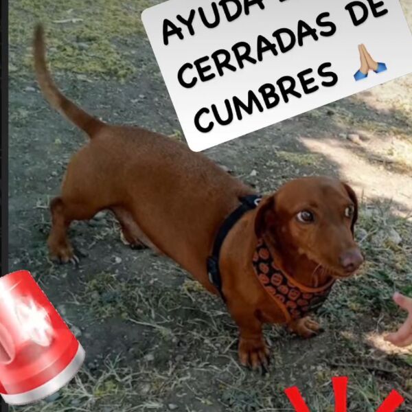 cartel de perro perdido