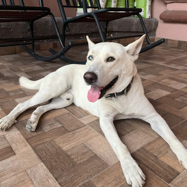 cartel de perro perdido