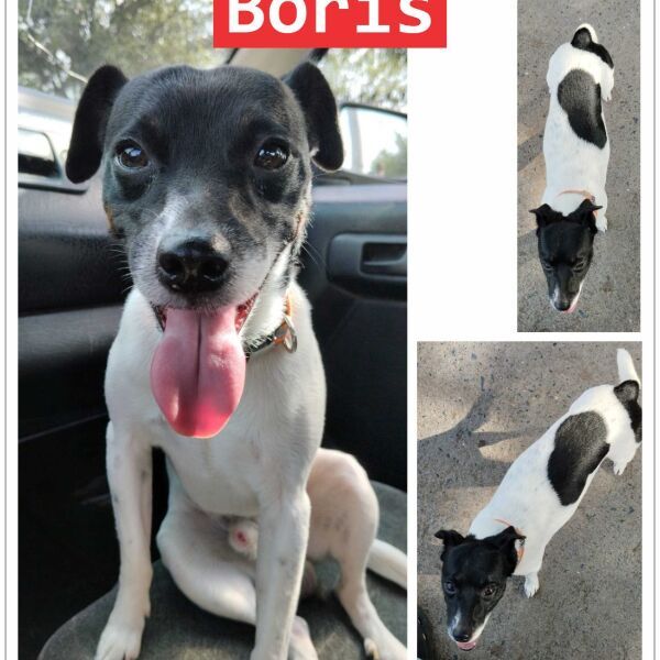 cartel de perro perdido