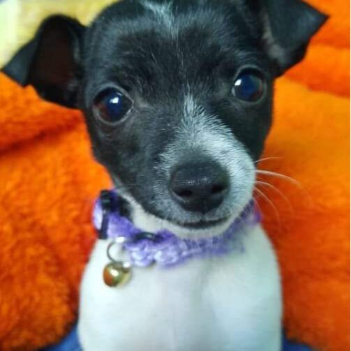 cartel de perro perdido