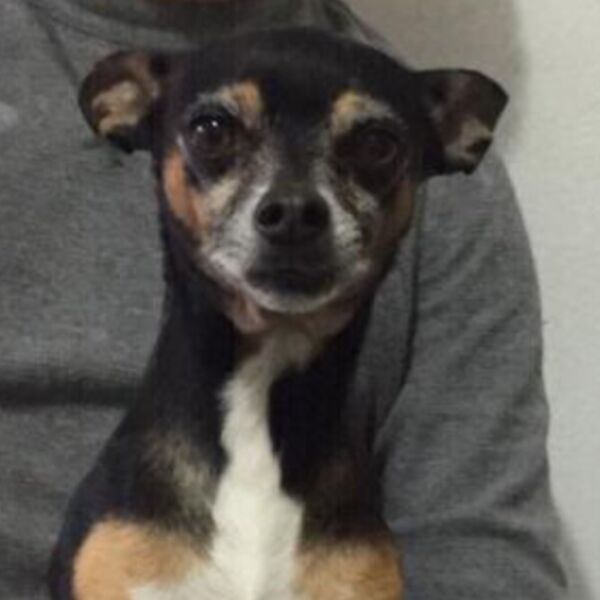 cartel de perro perdido