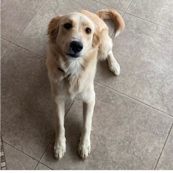 cartel de perro perdido