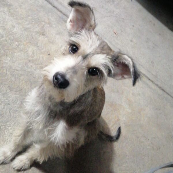 cartel de perro perdido